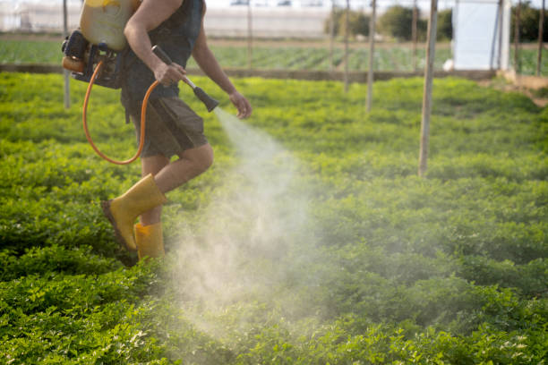 Best Ant Control Services  in Pine Hills, CA