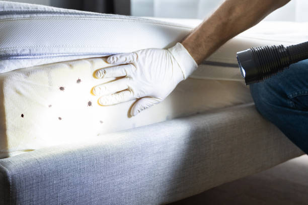 Best Spider Control Near Me  in Pine Hills, CA